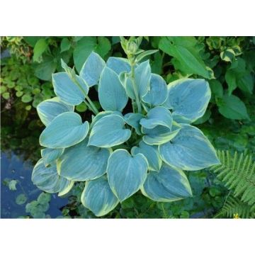 Hosta Blue Flame - Garten-Funkie