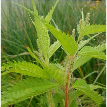 Boehmeria sieboldiana - Chinagras