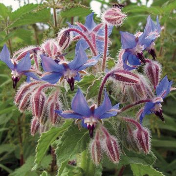 Borretsch Bio - Ferme de Ste Marthe - Borago officinalis