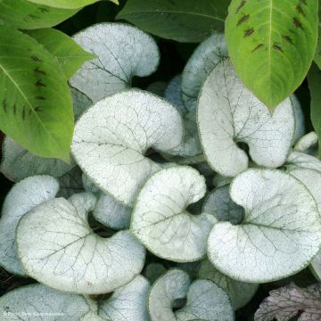 Brunnera macrophylla Looking Glass - Kaukasus-Vergißmeinnicht