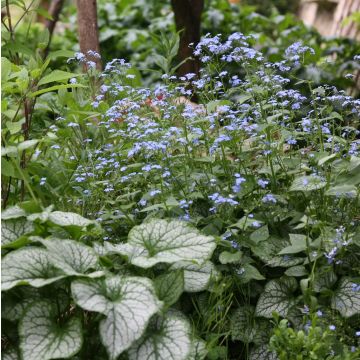 Brunnera macrophylla Jack Frost - Myosotis du Caucase