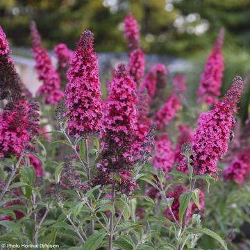 Buddleja davidii Prince Charming - Sommerflieder