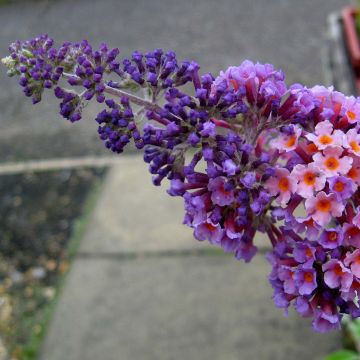 Buddleja Flower Power - Sommerflieder