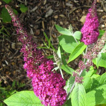 Buddleja Miss Ruby - Sommerflieder