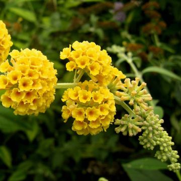 Buddleia weyeriana Sungold - Arbre aux papillons