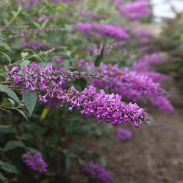 Buddleja davidii Argus Velvet