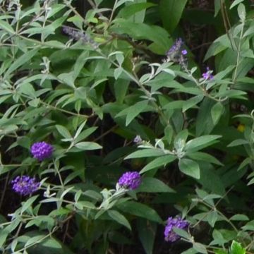 Buddleja davidii Groovy Grape - Arbre à papillons