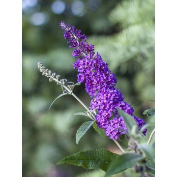 Buddleja davidii Psychedelic Sky - Sommerflieder