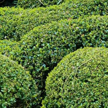 Buxus sempervirens - Kugelbuchsbaum