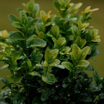 Buxus sempervirens - Buschbaum