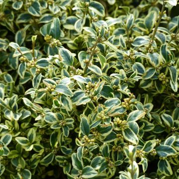 Buis commun panaché - Buxus sempervirens Elegans