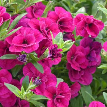 Zauberglöckchen Can-Can Rosies Pink - Calibrachoa