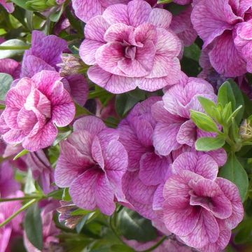 Zauberglöckchen Can-Can Rosies Pink Vein - Calibrachoa