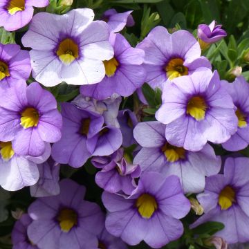 Zauberglöckchen Superbells Unique Lavender - Calibrachoa