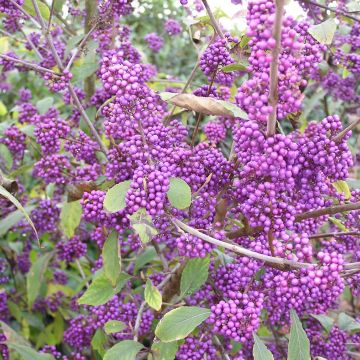 Liebesperlenstrauch Profusion - Callicarpa bodinieri