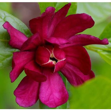 Calycanthus raulstonii Hartlage Wine - Gewürzstrauch