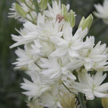 Camassia leichtlinii Semiplena - Prärielilie