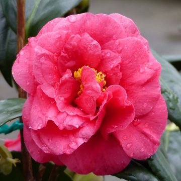 Camellia Adolphe Audusson - Japanische Kamelie