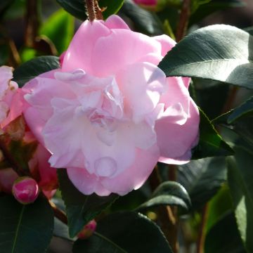 Camellia transnokoensis Sweet Jane - Kamelie