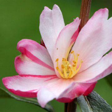 Camellia sasanqua Stars'n Stripes - Herbstblühende Kamelie