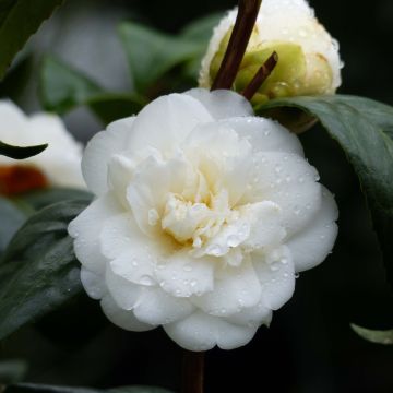 Camellia Nobilissima - Japanische Kamelie