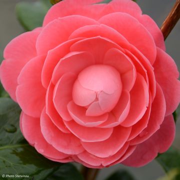 Camellia Valtevareda - Japanische Kamelie