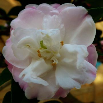 Camellia Cinnamon Cindy - Kamelie