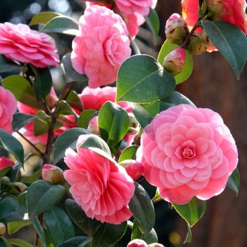 Camellia Mrs Tingley - Japanische Kamelie