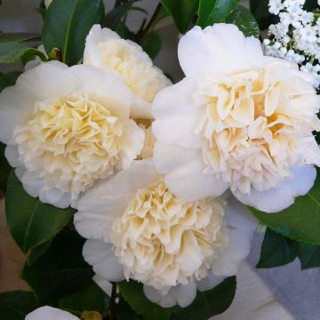 Camellia Jury's Yellow - Japanische Kamelie