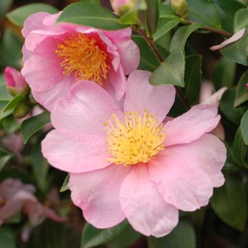 Camellia hiemalis Pink Goddess - Kamelie