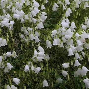 Campanula cochleariifolia Alba - Zwerg-Glockenblume