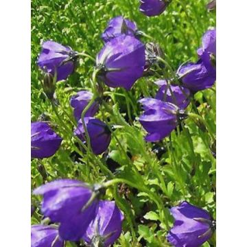 Campanula pulloides G.F. Wilson - Glockenblume