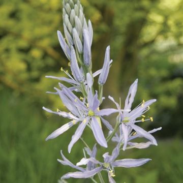 Camassia cusickii - Prärielilie