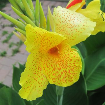 Blumenrohr En avant - Canna