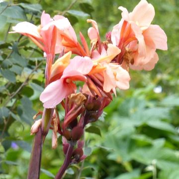 Blumenrohr Mme Angèle Martin - Canna