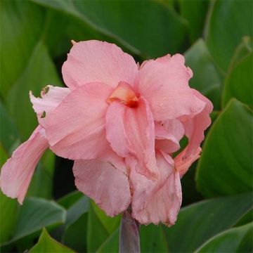 Blumenrohr Pink President - Canna indica