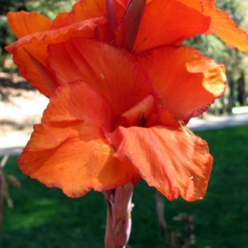 Blumenrohr Wyoming - Canna