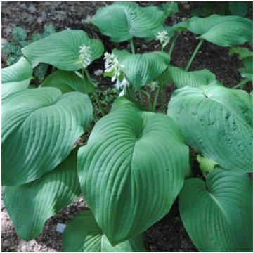 Hosta T Rex - Garten-Funkie