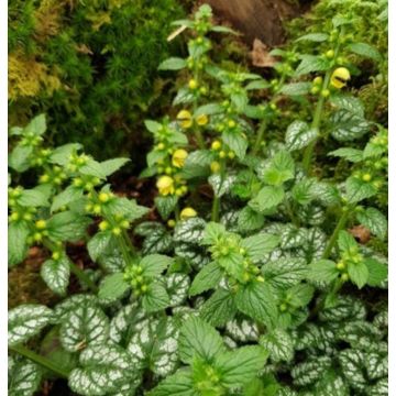 Lamium galeobdolon Kirkcudbright Dwarf - Gewöhnliche Goldnessel