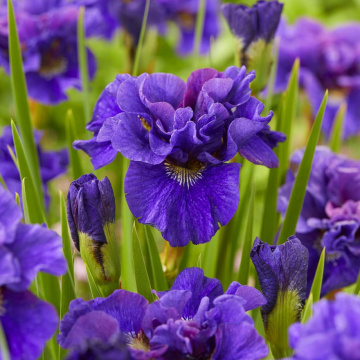 Iris sibirica Concord Crush - Sibirische Schwertlilie