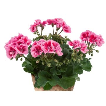 Zonal-Pelargonie Flowerfairy Fairy Pink - Pelargonium