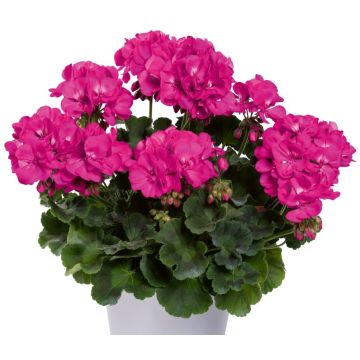 Zonal-Pelargonie TwoinOne Violet - Pelargonium