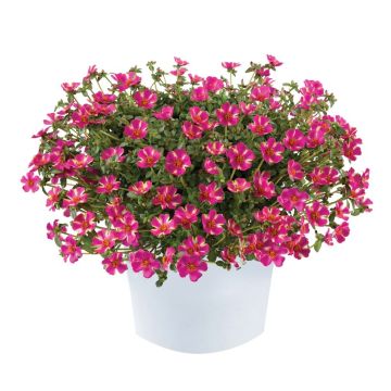 Portulak Campino Twist Pink - Portulaca