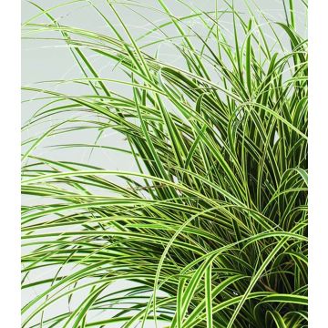 Carex brunnea Jenneke - Segge