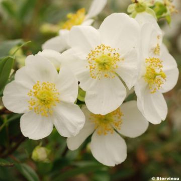 Carpenteria californica - Baum-Anemone