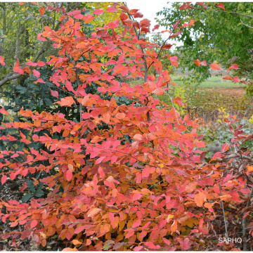 Hainbuche Rockhampton Red - Carpinus betulus