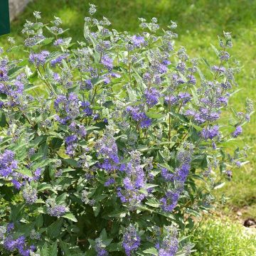 Bartblume Blue Balloon - Caryopteris clandonensis