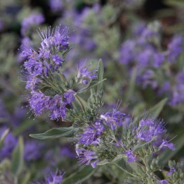 Bartblume Ferndown - Caryopteris clandonensis