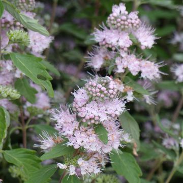 Bartblume Pink Perfection - Caryopteris clandonensis