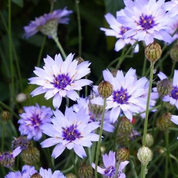 Catananche caerulea - Blaue Rasselblume